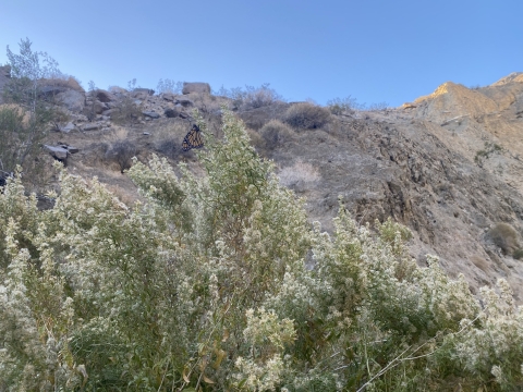 Image of a monarch butterfly hanging upside down from a shrub