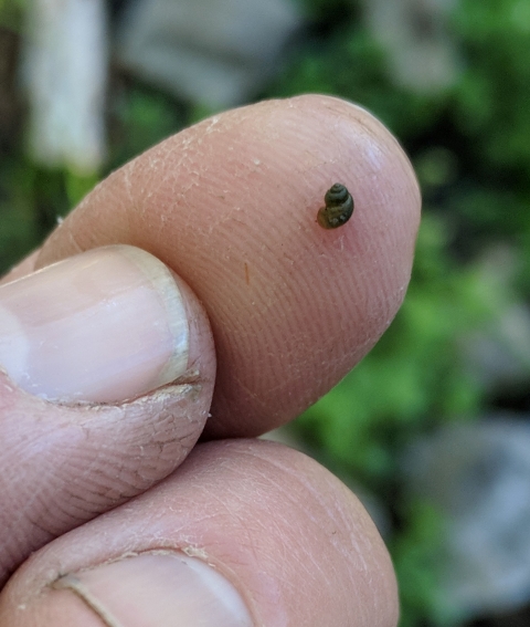 Closeup of a very small snail on someone's finger