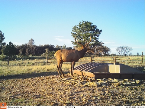 An elk stands over a water guzzler