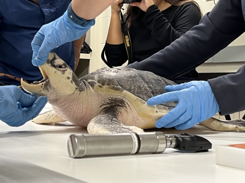 a sea turtle is on an exam table surrounded by veterinarians and exam tools.
