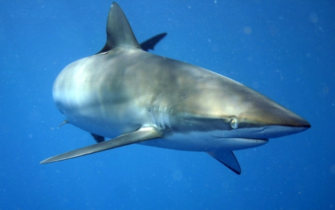A silky shark in the water