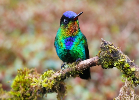 Close-up of a fiery-throated hummingbird perched on a moss-covered twig.