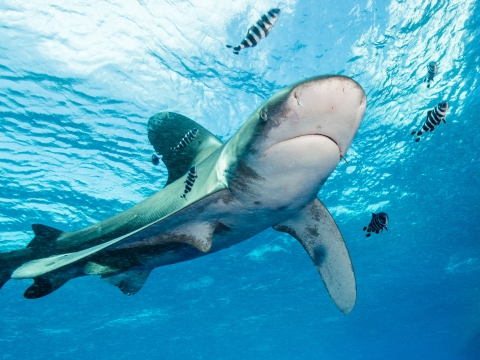 An oceanic whitetip shark swimming with smalling white and black stripped fish