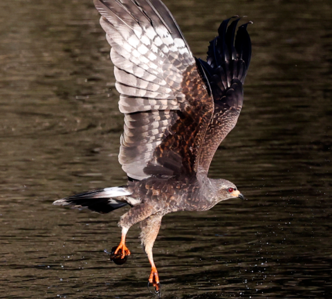 An Everglade snail kite flies low over water with its wings spread open. It has an apple snail clutched in its talons. 