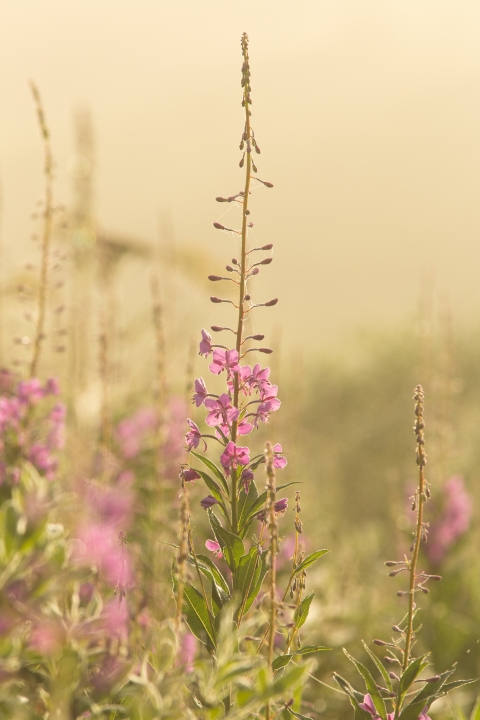 Fireweed in bloom