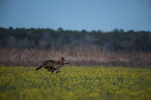 red wolf running through a field of yellow flowers