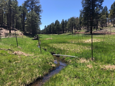 A fence over a stream surrounded by grass and trees