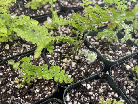 A close up of several small plants in black plastic pots. The seedlings are bright green and water droplets cling to their leaves.
