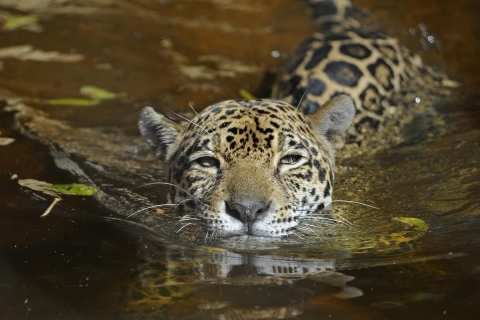 a large wild cat with black spots swimming