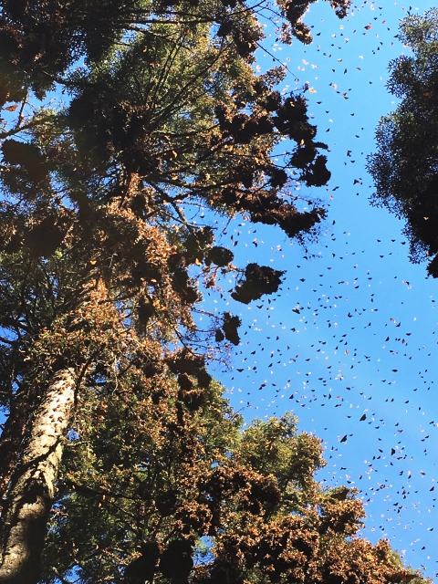 Massive cluster of monarch butterflies in their overwintering site in Mexico