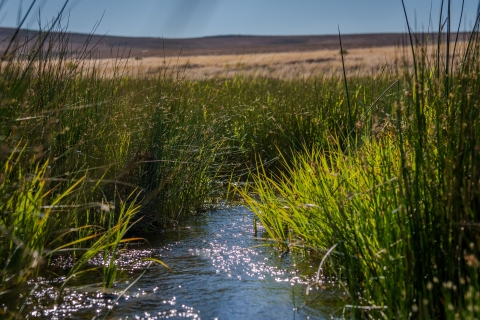 A creek surrounded by green grass takes up the bottom 2/3s of the image. There is a dry landscape seen in the background.