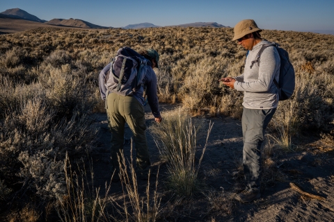 Two people in a field inspect a stand of tall grass. Sagebrush and mountains extend off into the background.