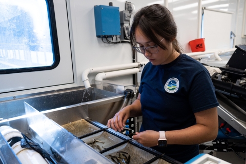 A service intern stands in the mobile fish marking lab and checks the adipose fin on a juvenile Steelhead. 