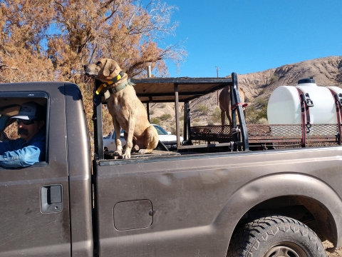 A dog sits on the back of a pickup truck
