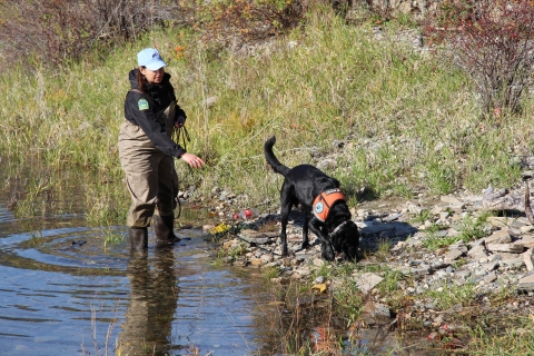 An individual stands in a lake with a canine sniffing the shoreline