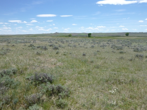 A rangeland covered in grasses and small shrubby plants
