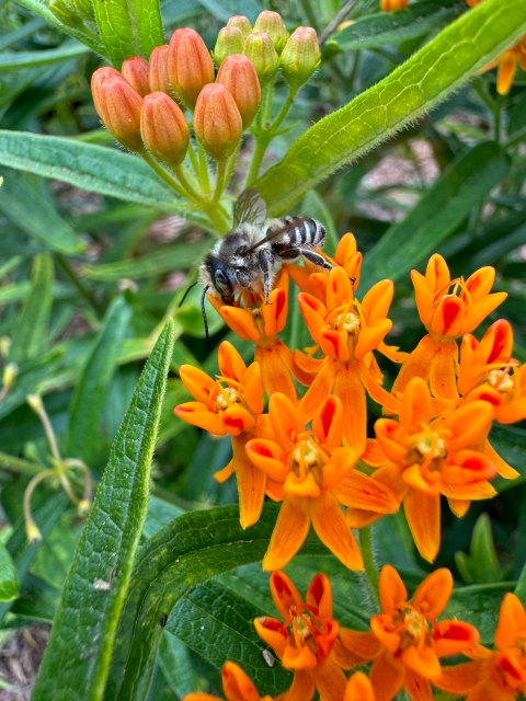 Leaf cutter bee on butterfly milkweed
