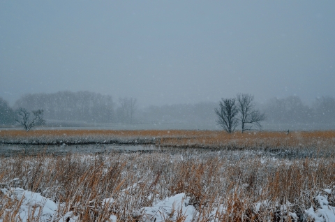 Snow falling over a wetland with light brown, golden and black grasses with several silhouetted trees without leaves and a gloomy gray sky at Old Cedar Avenue.