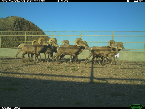 A herd of sheep cross on an overpass