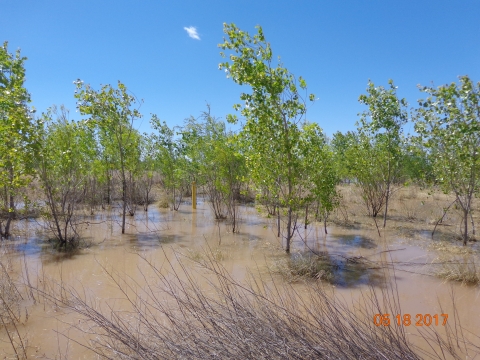 Small trees with their roots covered in water
