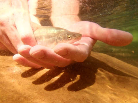 A fish being released into water