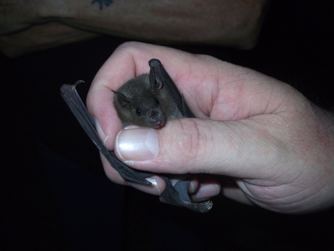 A hand holding a bat