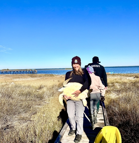 USFWS staff carrying a green sea turtle on a narrow dock. 