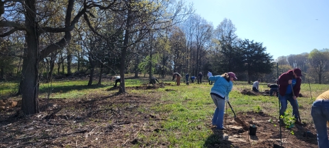volunteers plant native shrubs
