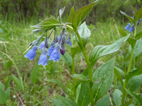 Closeup of bluebell flower