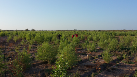 A field of newly planted trees