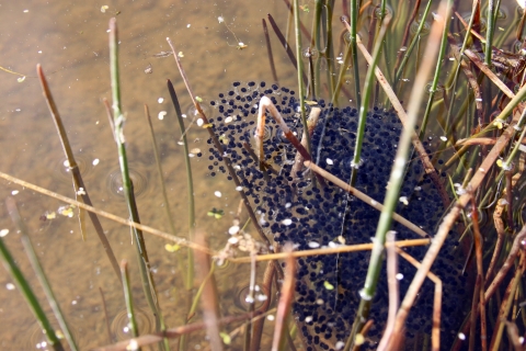 A bunch of tadpoles in a pond