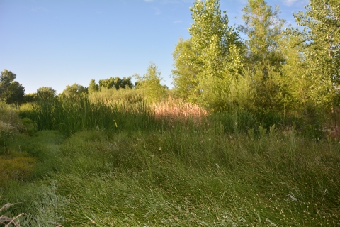 A grassy field with trees