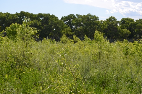 Vegetation with taller trees in the background