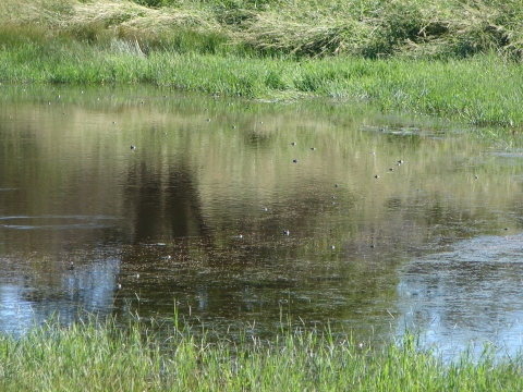 A body of water surrounded by grass
