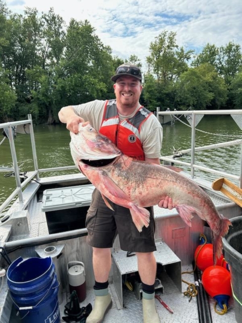 Image of FWS staff holding large gray bighead carp in a boat.