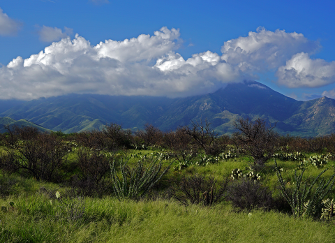 A field covered in shrubs and grasses with mountains in the background
