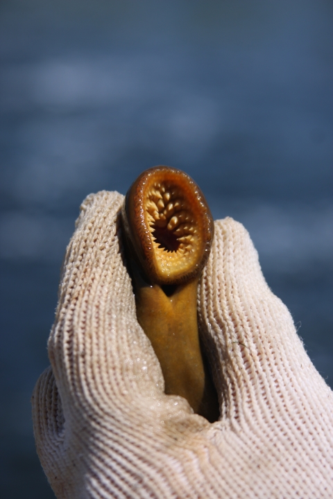 A gloved hand holds an eel-like fish with its opens mouth full of spiraling teeth