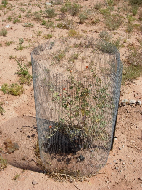 A plant in the desert in a circular fence enclosure