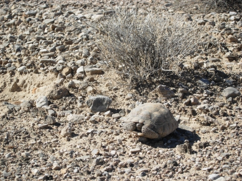 A tortoise on the desert