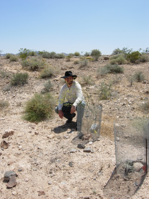 An individual crouches by some plants in fenced enclosures in a desert