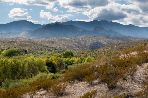 Riparian area covered in shrubs and vegetation with mountains in the background