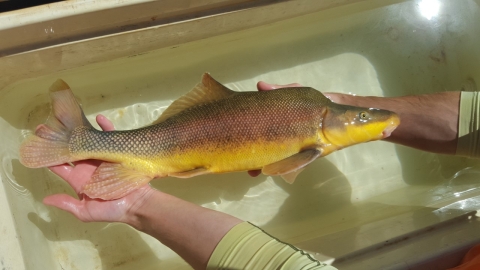 A fish held in a person's hands 