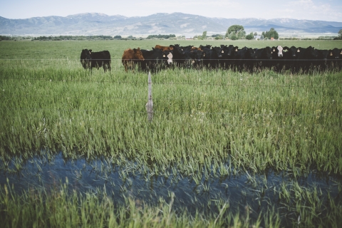 Cows herded behind a fence while water wells up above a spot of grass