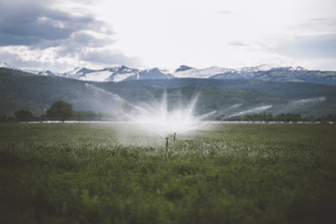 Two sprinklers irrigating a grass field