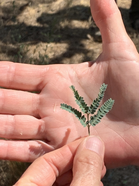 A leaf held up against a person's hand