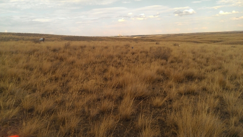 A grassland