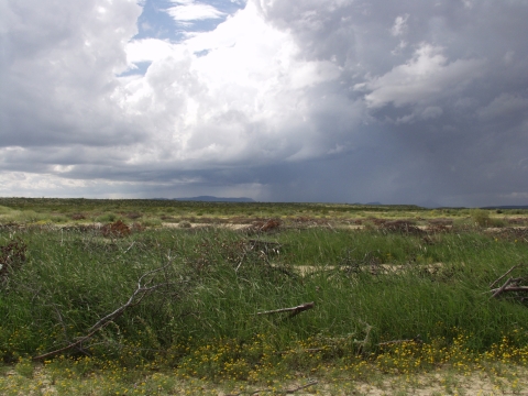 A grassy green field