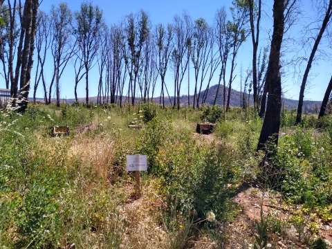 A field with small and tall trees and vegetation