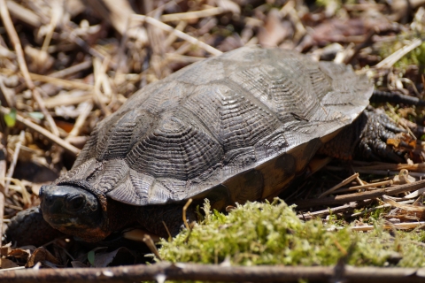 Wood Turtle Great Swamp National Wildlife Refuge