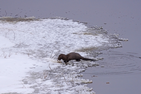 A mink having just hopped out of water onto an icy shore eating a crayfish.